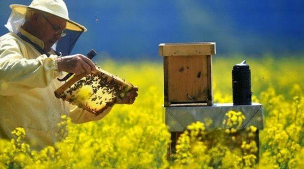 apicultorii pot depune pana la 1 august cererile pentru obtinerea fondurilor din pna