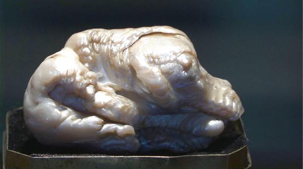 cea mai mare perla naturala de apa dulce din lume vanduta la licitatie cu 320 000 de euro