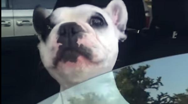 video amuzant cainele cu cea mai buna voce