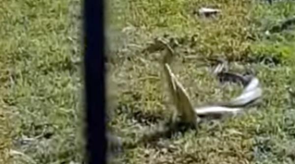 video scene socante in calafat un individ ucide doi serpi an timp ce se imperecheau