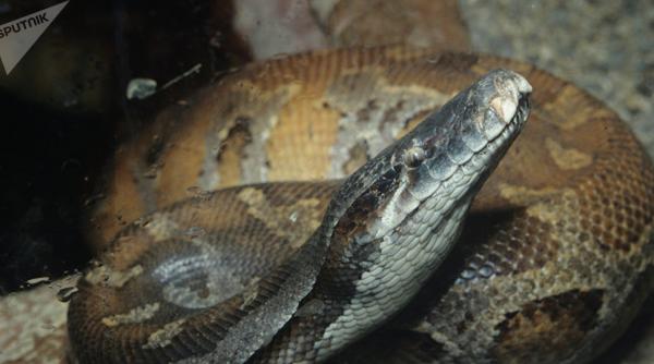 video un pition urias ascuns in motorul masinii