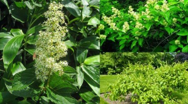 lei gong teng planta despre care cercetatorii chinezi spun ca are puterea sa ucida tumorile canceroase