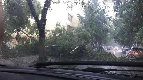 furtuna din arad a doborat mai multi arbori
