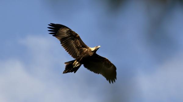 peste 100 de vulturi cu coada pana au fost gasiti morti in australia