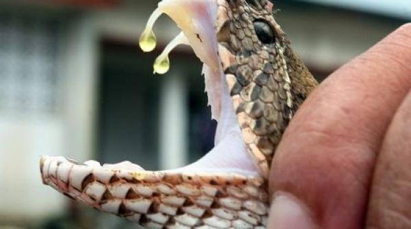 unui american i s au administrat 26 de doze de antivenin dupa ce a fost muscat de un sarpe decapitat