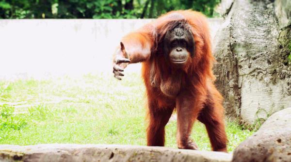 video imagini dramatice un orangutan incearca sa si salveze padurea din calea buldozerelor