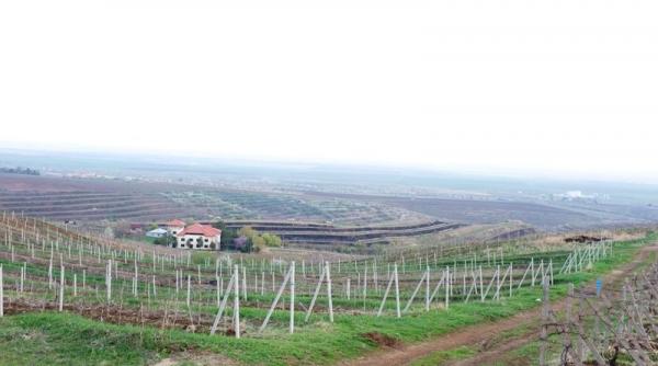 p crama basilescu recuperata dupa cinci decenii