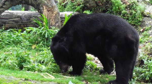 un pui de urs asiatic negru s a nascut prin inseminare artificiala in coreea de sud