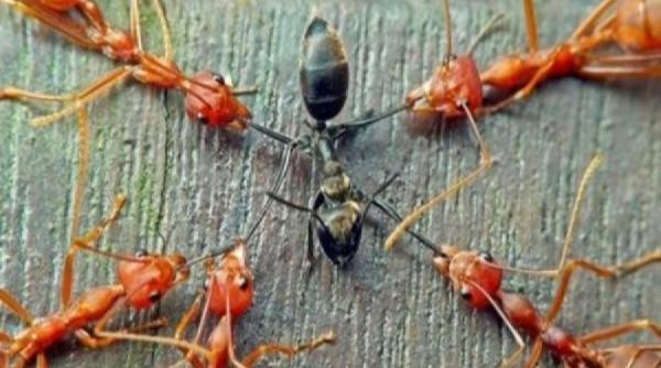 8 lucruri extraordinare pe care nu le stiai despre furnici o sa fii surprins