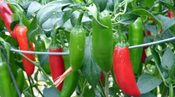 ardeii iuti sunt considerati hrana longevivilor