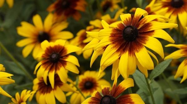 horoscop iulie 2018 ce ne asteapta in luna lui cuptor