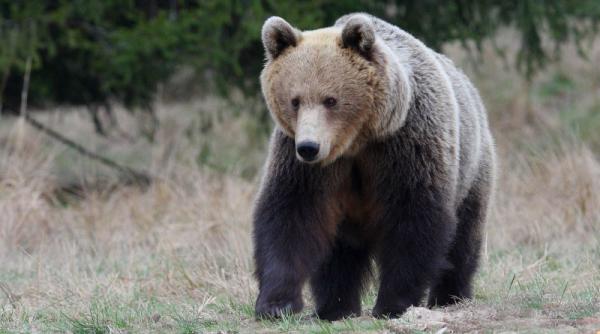 un cioban a fost muscat de urs in timp ce se afla cu oile la pascut