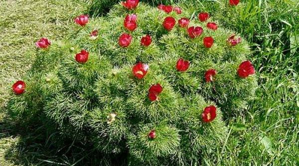 rezervatia botanica de la zau de campie vandalizata