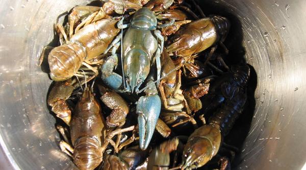 cupa mondiala 2018 china a trimis in rusia un tren cu raci congelati