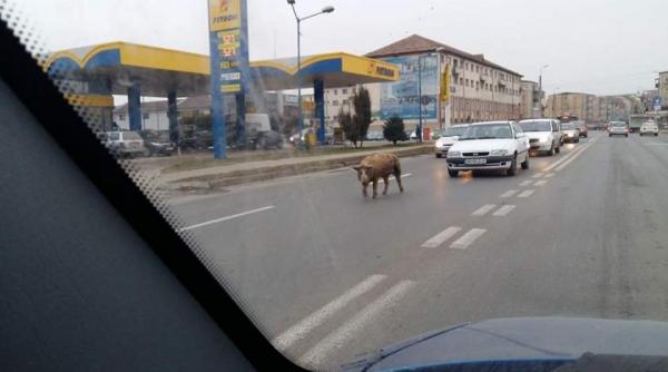 video scene amuzante in centrul orasului alba iulia