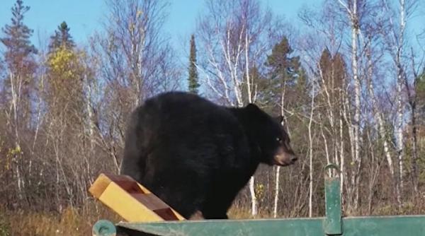 o ursoaica ramasa captiva intr un container de gunoi eliberata de jandarmii din tusnad