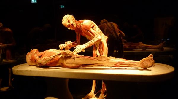 un barbat din noua zeelanda a furat doua degete umane din expozitia body worlds