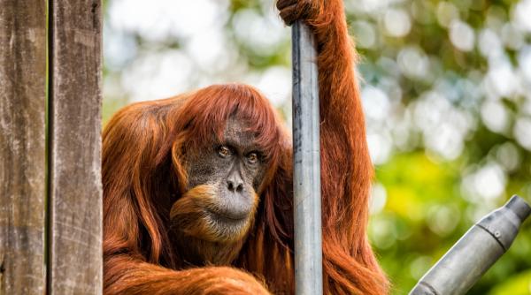 puan cel mai batran urangutan de sumatra a murit