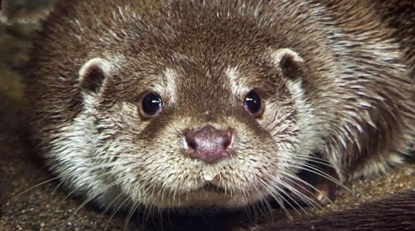 cupa mondiala 2018 rusia invinsa de uruguay precize vidra din soci