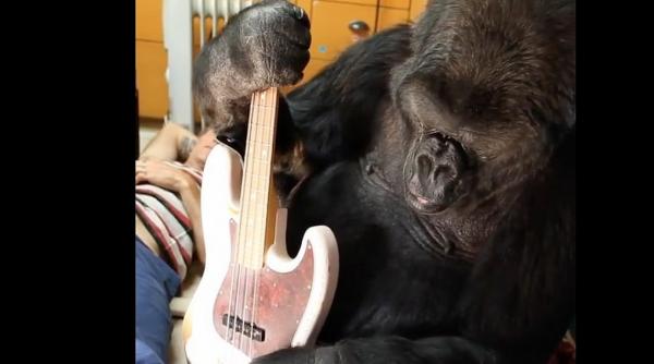 koko gorila care intelegea limbajul semnelor a murit la 46 de ani