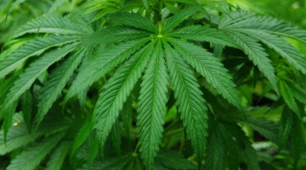 plante de canabis descoperite intr o cladire folosita de parlamentari japonezi