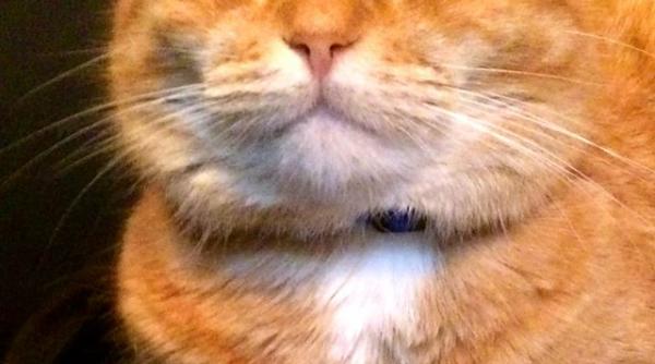 incredibil un britanic si a regasit motanul disparut in urma cu 10 ani