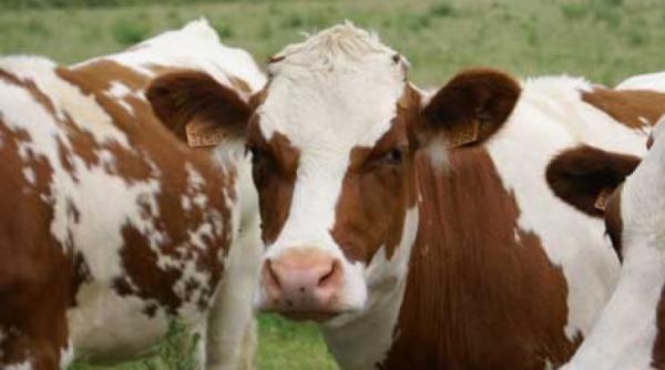 ins romania a exportat animale vii in valoare de 74 1 de milioane euro in primul trimestru din acest an