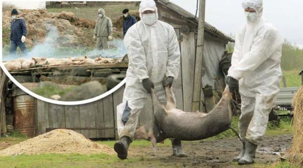 alerta in tulcea suspiciune de pesta porcina africana in satul baltenii de jos