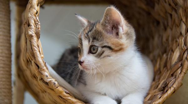 de ce sa alegi ca animal de companie o pisica