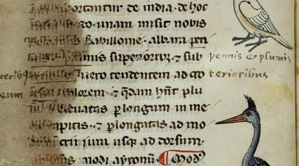 desene cu papagali cacadu pe un manuscris al lui frederick al ii lea al sfantului imperiu roman