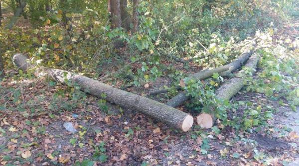 doi batrani impreuna cu doi nepoti raniti de un copac cazut in comunca voila