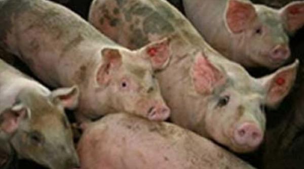 alerta la galati autoritatile iau masuri sporite de securitate pentru prevenirea pestei porcine