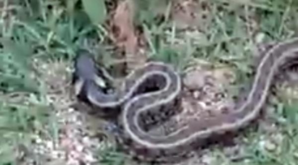 video mehedinti sarpe de 170 cm neveninos capturat de jandarmi din curtea unei gradinite