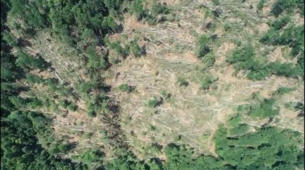 video furtunile din ultima perioada au pus la pamant 1000 de ha de padure in valcea