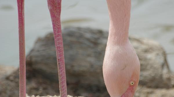 franta 500 de oua de flamingo abandonate inainte de eclozare