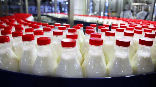 industria laptelui controlata de multinationale si sufocata de importuri cum a pierdut romania cinci milioane de vaci