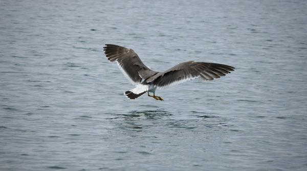 pasarile marine din noua zeelanda cel mai mare risc de a muri din cauza plasticului