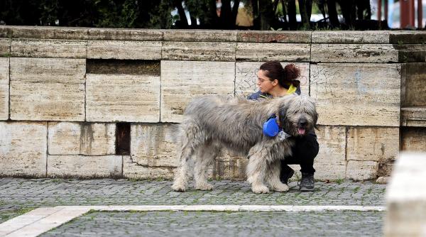 taxa pe animalele de companie
