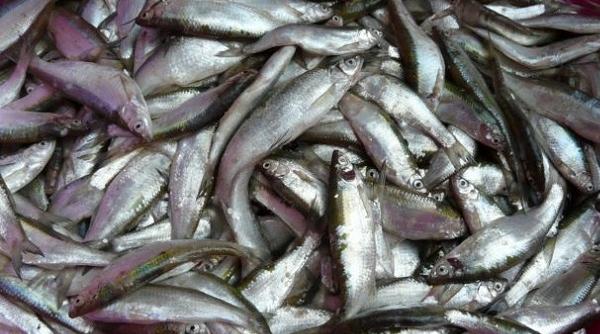 oblete de dunare gatit ca la oltenita