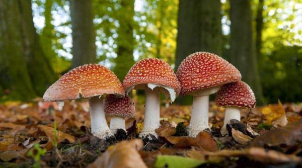 intoxicatiile cu ciuperci simptome si reguli de acordare a primului ajutor