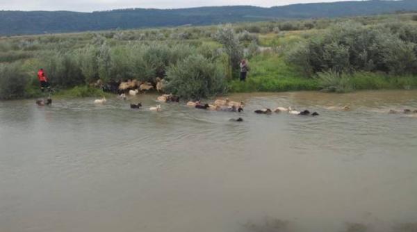 un cioban din neamt salvat de pompieri dintr o viitura a murit a doua zi