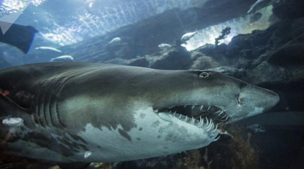 curaj nebun fata in fata cu rechinul