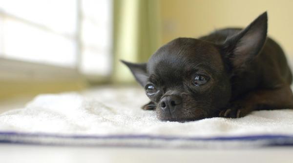 video cel mai mic caine din lume clonat de 49 de ori