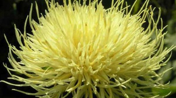 o planta rara in romania identificata in kazahstan