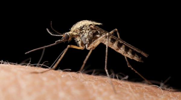 vitamina minune care va tine tantarii departe de tine afla care este secretul