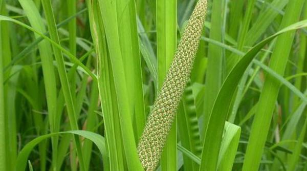 obligeana sau papura mirositoare o planta cu virtuti anticanderigene