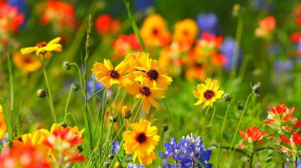 prognoza meteo pentru 11 12 13 si 14 iulie cer noros