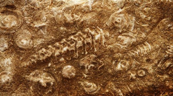 doi experti internationali au inceput procedura de revalidare unesco a geoparcului dinozaurilor tara hategului