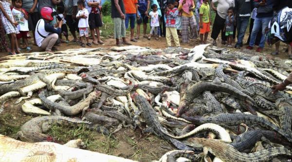 aproape 300 de crocodili au fost masacrati in indonezia