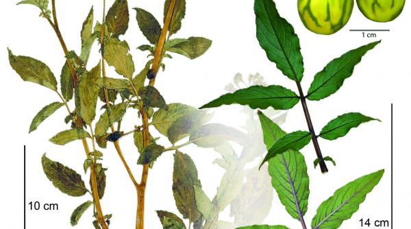 o planta de cartof culeasa de charles darwin in 1835 va fi expusa in premiera dupa ce a fost redescoperita intr un dulap